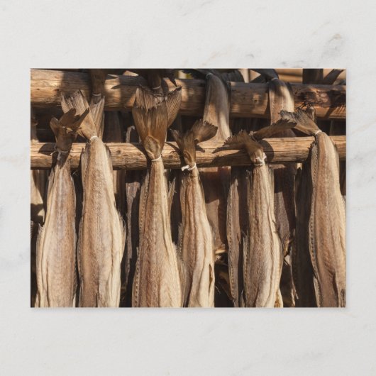 Kustvis van Noorwegen Briefkaart (Voorkant)