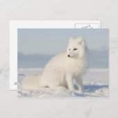 kustvlakte | de Arctic Fox Briefkaart (Voorkant / Achterkant)