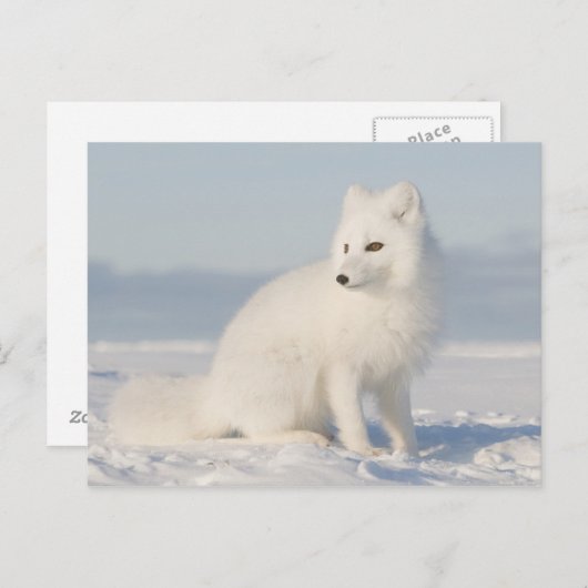 kustvlakte | de Arctic Fox Briefkaart (Voorkant / Achterkant)