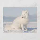 kustvlakte | de Arctic Fox Briefkaart (Voorkant)