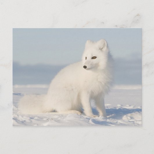 kustvlakte | de Arctic Fox Briefkaart (Voorkant)