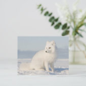 kustvlakte | de Arctic Fox Briefkaart (Staand voorkant)