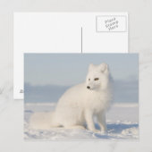 Kustvlakte | de Poolvos Briefkaart (Voorkant / Achterkant)