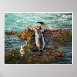 Kustwandkunst met zeeleeuwen | Wildlife-fotoprente Poster