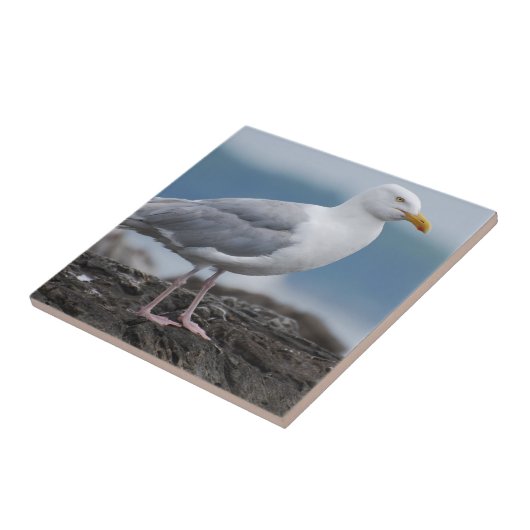 Kustzeemeeuw Tegeltje (Zijkant)