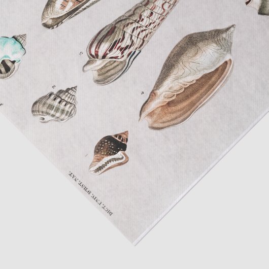  kustzeeschelp waterverf Tissue Paper Tissuepapier (Detail)