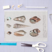 kustzeeschelp waterverf Tissue Paper Tissuepapier (Craft)