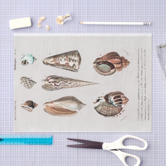  kustzeeschelp waterverf Tissue Paper Tissuepapier (Craft)