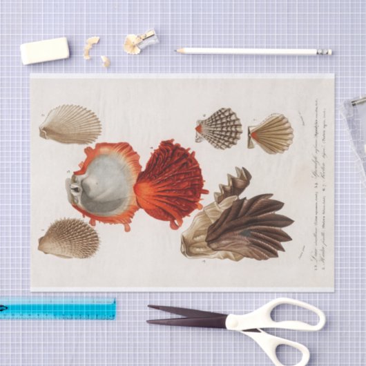 kustzeeschelp-waterverf tissuepapier (Craft)