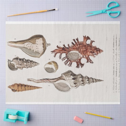 kustzeeschelp-waterverf tissuepapier (Craft)