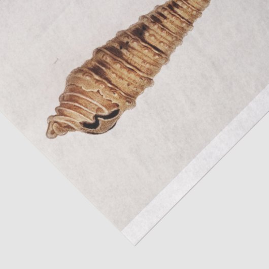 kustzeeschelp-waterverf tissuepapier (Detail)