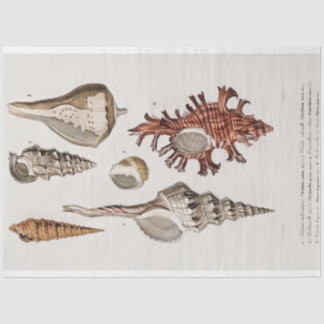 kustzeeschelp-waterverf tissuepapier