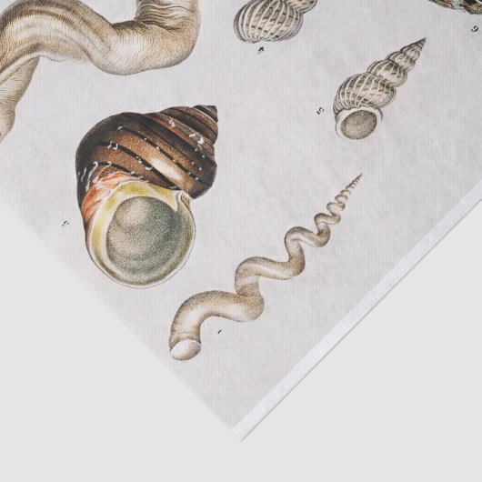 kustzeeschelp-waterverven tissuepapier (Detail)