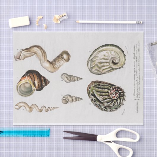 kustzeeschelp-waterverven tissuepapier (Craft)