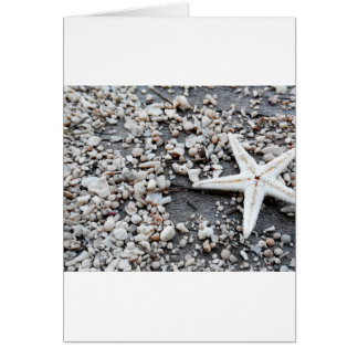 Kustzeesterschelp Grijs strandzand