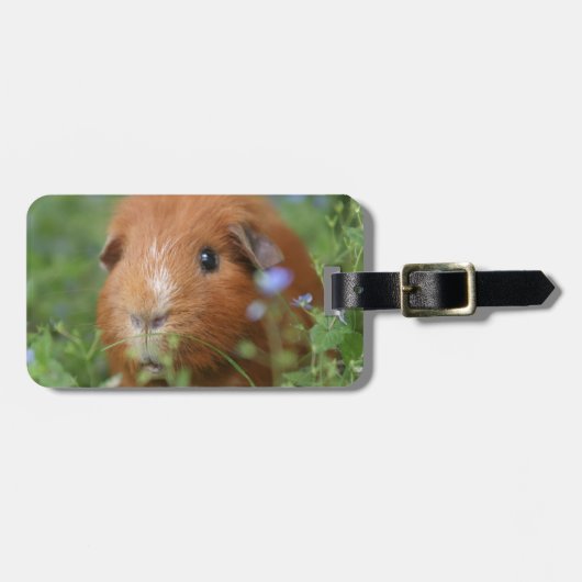 Kut gemberguinee, buiten op gras bagagelabel (Voorkant horizontaal)