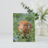 Kut gemberguinee, buiten op gras briefkaart (Staand voorkant)