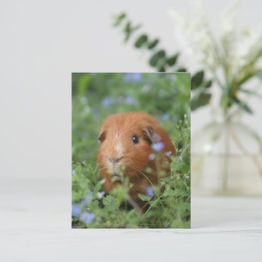 Kut gemberguinee, buiten op gras briefkaart (Staand voorkant)