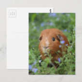 Kut gemberguinee, buiten op gras briefkaart (Voorkant / Achterkant)