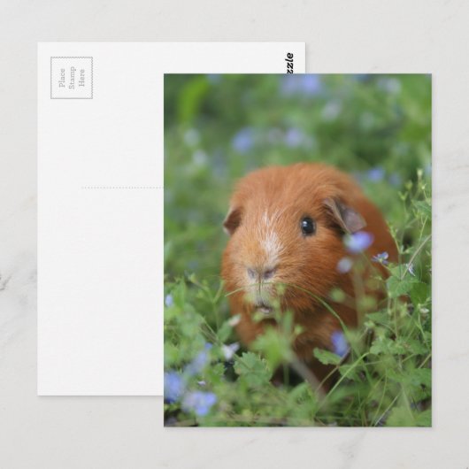 Kut gemberguinee, buiten op gras briefkaart (Voorkant / Achterkant)