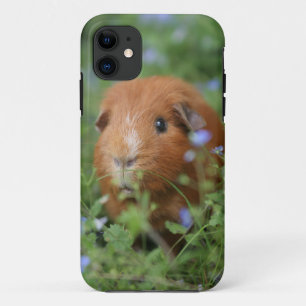 Kut gemberguinee, buiten op gras Case-Mate iPhone case