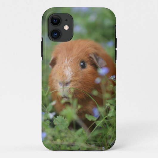 Kut gemberguinee, buiten op gras Case-Mate iPhone case (Achterkant)