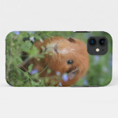 Kut gemberguinee, buiten op gras Case-Mate iPhone case (Achterkant (horizontaal))