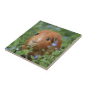 Kut gemberguinee, buiten op gras tegeltje (Zijkant)