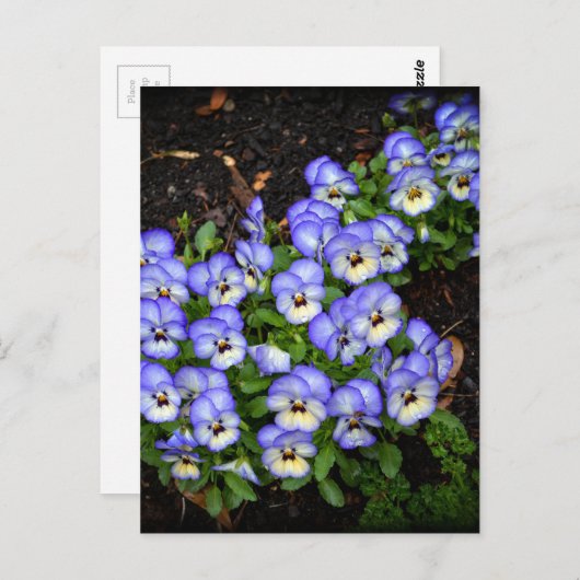 Kute als Button Briefkaart (Voorkant / Achterkant)