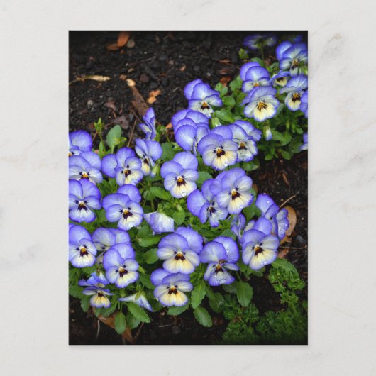 Kute als Button Briefkaart (Voorkant)