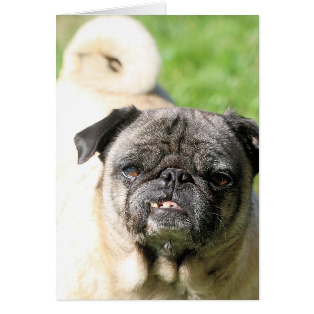 Kute als een pug (Voorkant)