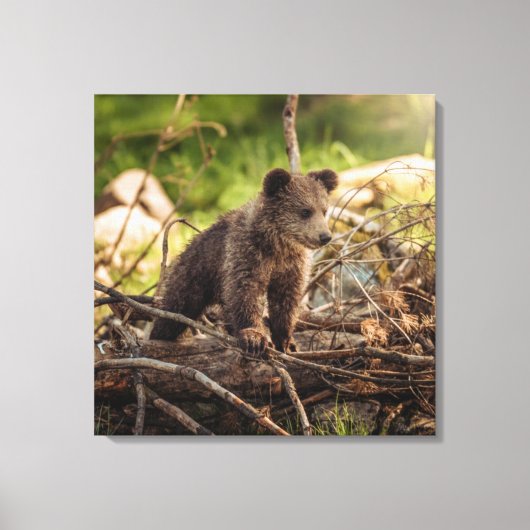 Kute Baby Beer in Bossen Canvas Afdruk (Voorkant)