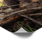 Kute Baby Beer in Bossen Poster (Hoek)