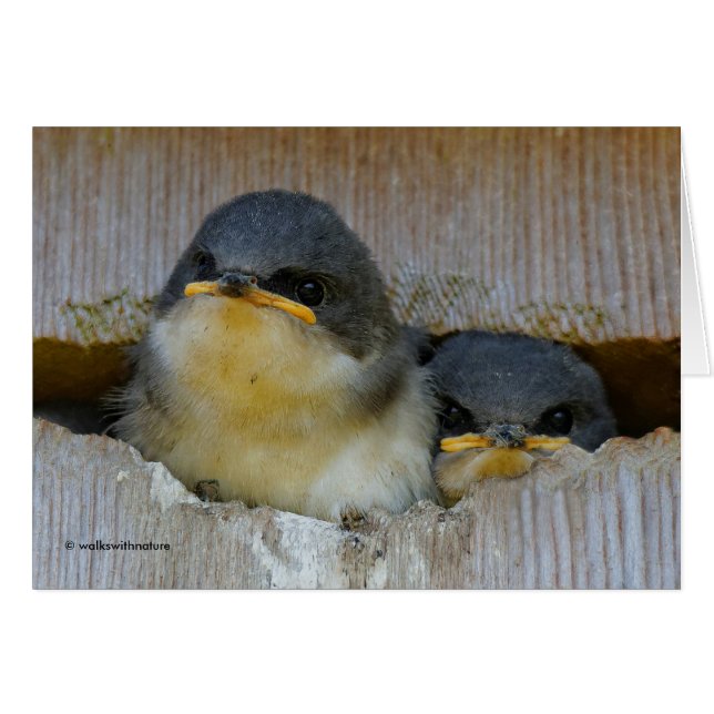 Kute Baby-boomzwaluw Zongvogels in Nestbox (Voorkant Horizontaal)