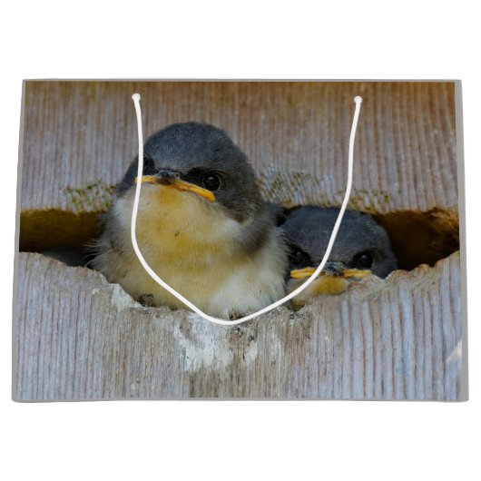 Kute Baby-boomzwaluw Zongvogels in Nestbox Large Cadeautasje (Voorkant)