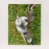 Kute Baby Pet Rats in het gras Legpuzzel (Verticaal)