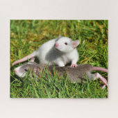 Kute Baby Pet Rats in het gras Legpuzzel (Horizontaal)