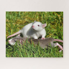 Kute Baby Pet Rats in het gras Legpuzzel