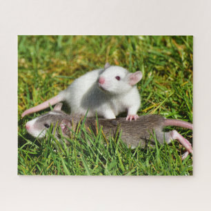 Kute Baby Pet Rats in het gras Legpuzzel