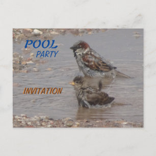 Kute bathing Sparrows Party Invitation Briefkaart
