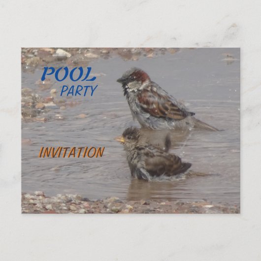 Kute bathing Sparrows Party Invitation Briefkaart (Voorkant)