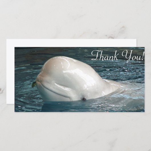 Kute Beluga-walvis Schetsen uit de pool Bedankkaart (Voorkant / Achterkant)