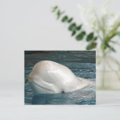 Kute Beluga-walvis Schetsen uit de pool Briefkaart (Staand voorkant)