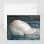 Kute Beluga-walvis Schetsen uit de pool Briefkaart (Voorkant / Achterkant)