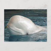 Kute Beluga-walvis Schetsen uit de pool Briefkaart (Voorkant)