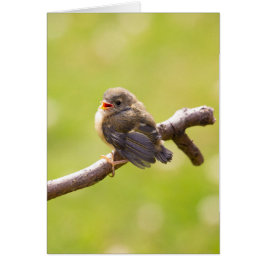 Kute bird zingt gelukkig in een zomerdag