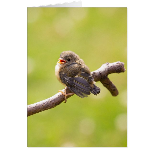 Kute bird zingt gelukkig in een zomerdag (Voorkant)