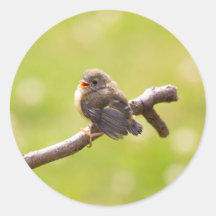 Kute bird zingt gelukkig in een zomerdag