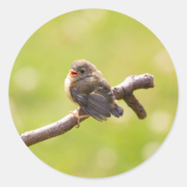 Kute bird zingt gelukkig in een zomerdag ronde sticker