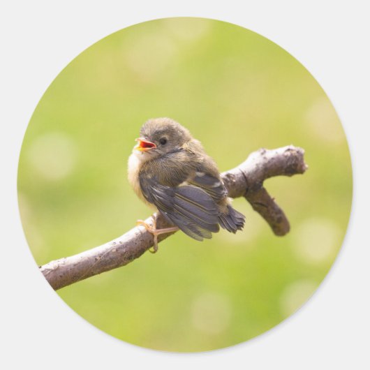 Kute bird zingt gelukkig in een zomerdag ronde sticker (Voorkant)